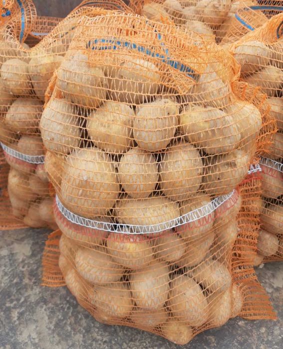 Ziemniaki jadalne soraya