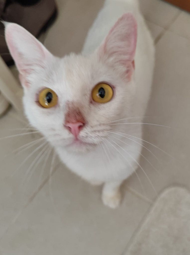 Gatinha branca para adopção