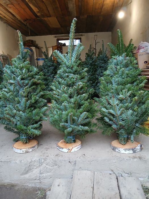 Плетені ялинки, віночки, гірлянди, олень із живої гілки