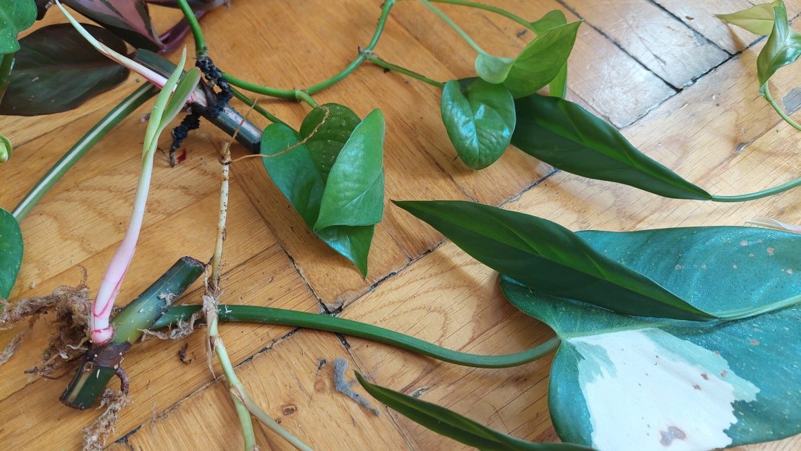 Wyprzedaż, zestaw nr 2, pink princess, red anderson, Caramel, monstera
