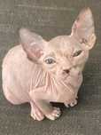 Gatinha Sphynx de 5/04
