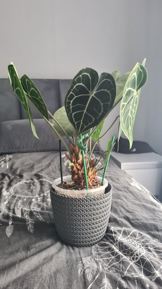 Sprzedam Anthurium monstera variegata