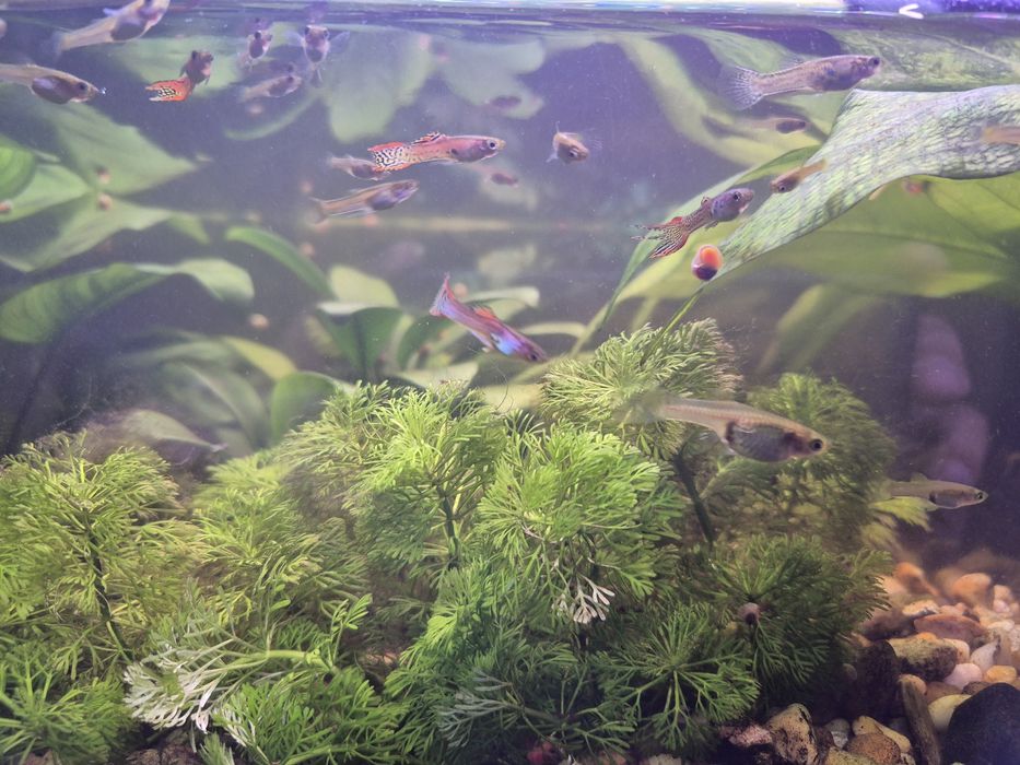 Guppys e plantas aquáticas