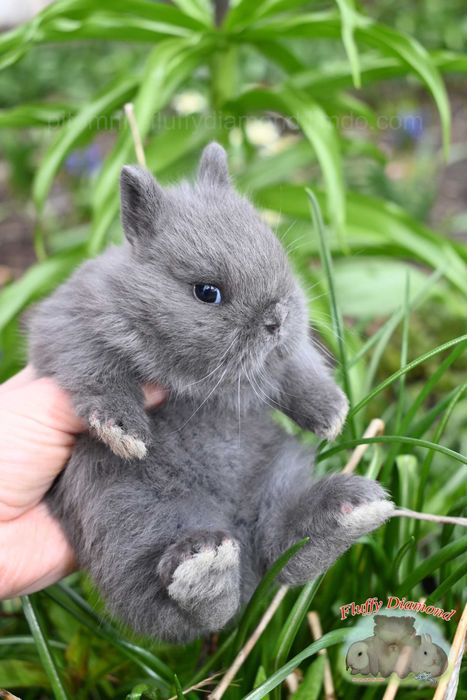 Приголомшливо милий карликовий кролик! Малюк з розплідника