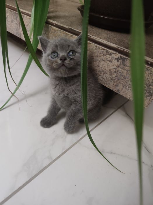 Шотландські кошенята