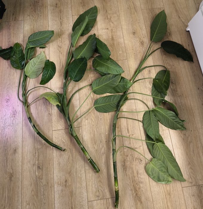 Дифенбахія. Кімнаті рослини.