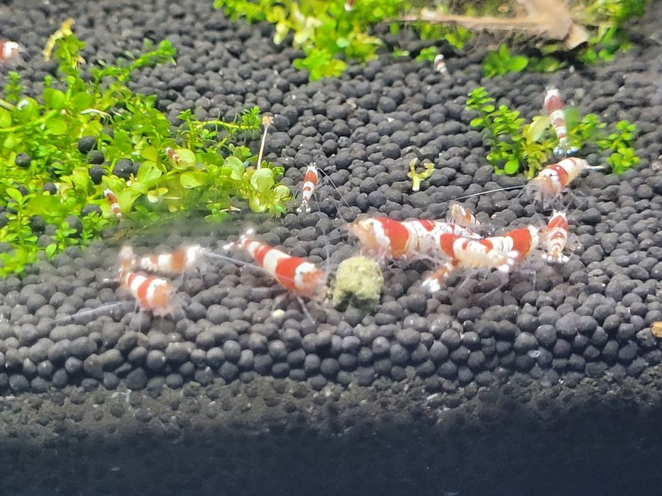 Krewetki Caridina Crystal Red.