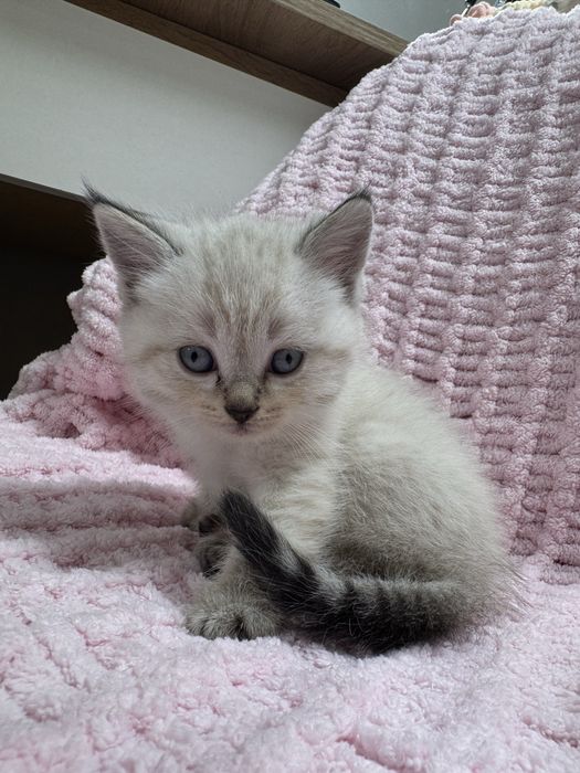 Шотландські скотіш-страйт прямовухі котики