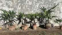 Palmeira de leque