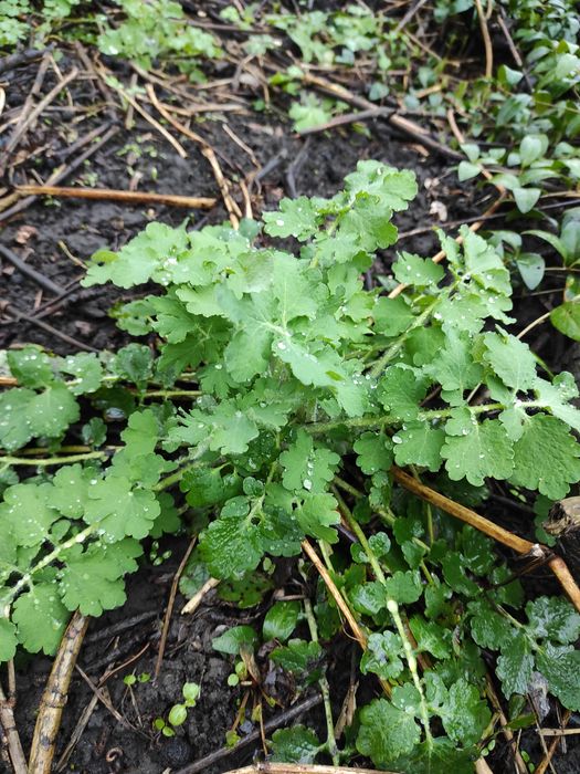 Чистотіл саджанці.