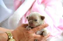 Chihuahua Liliowy Chłopczyk