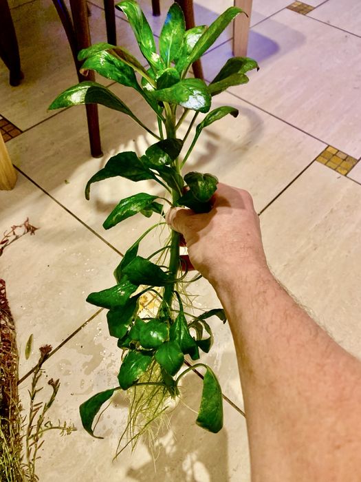 Lobelia repens. Roślinka akwariowa