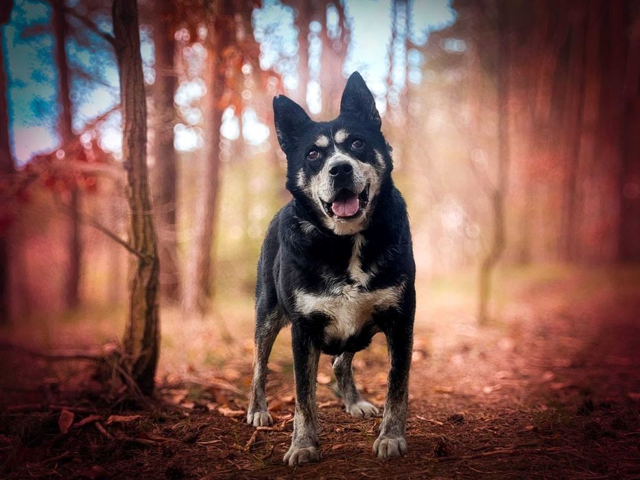 Angel - cudowna psia przyjaciółka