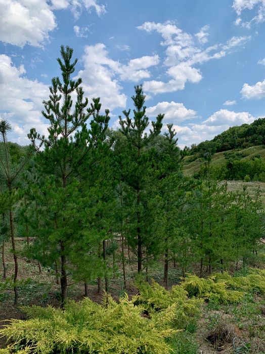 Сосна Банкса (Pinus Banksiana)