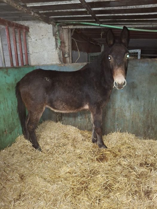 Machinho Montado e Engatado