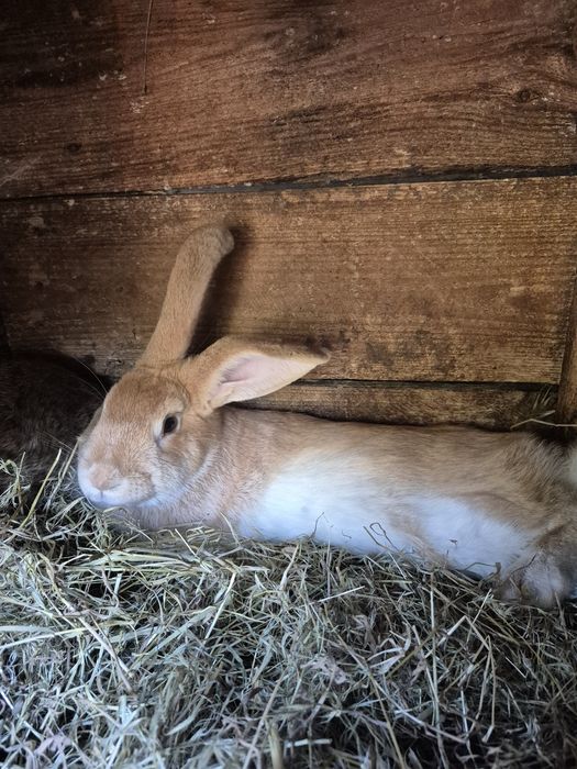 Sprzedam  ładne samice