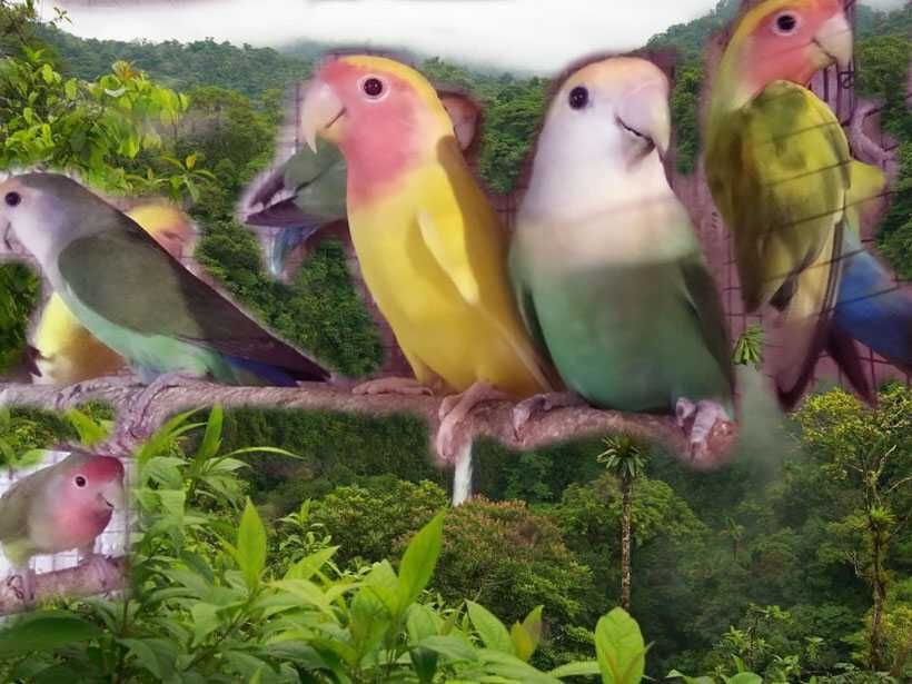 Молодежь волнистых попугаев неразлучников  рисовых амадин