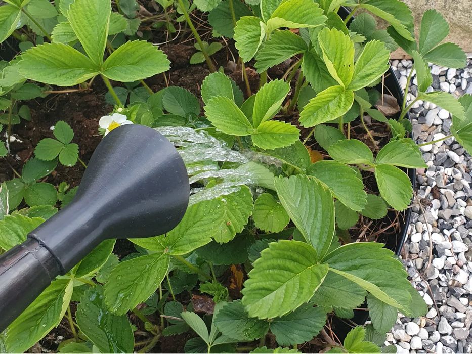 Cabeça de Regador (Versões Pequenas)