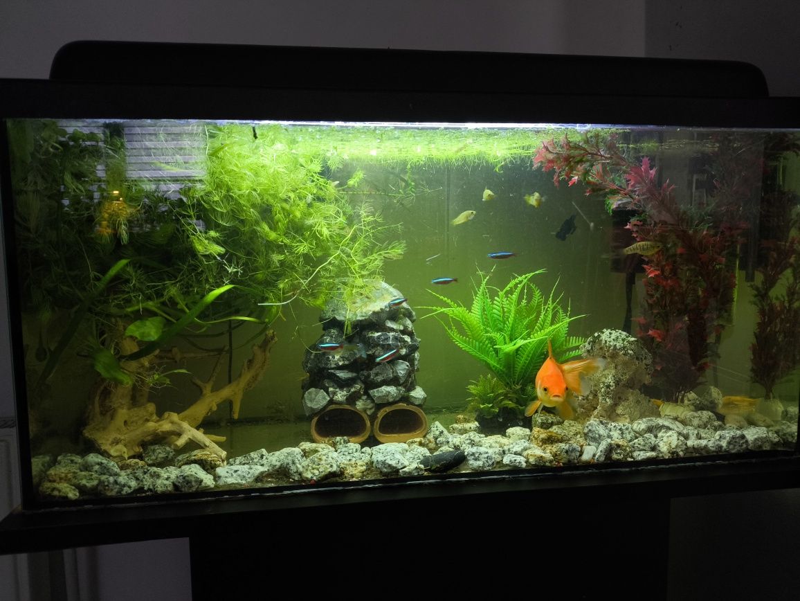 Akwarium 80l + osprzęt