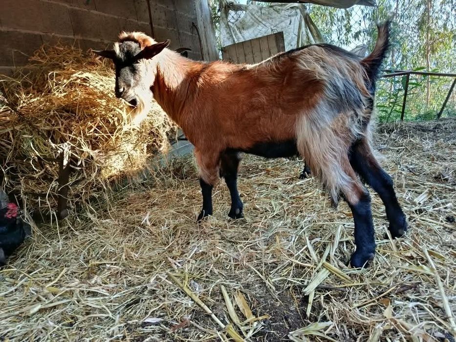 Vendo Cabrito MP