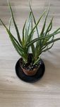 Aloes aloe vera 30cm