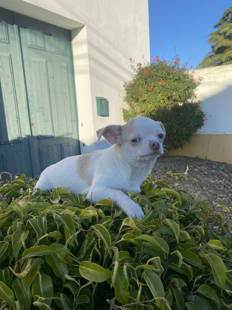 Chihuahua  macho mini excelente lhos verdes