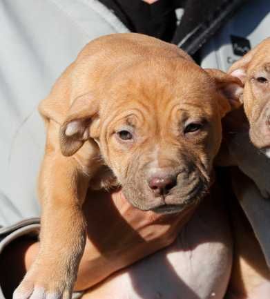 American Pitt Bull  / APBT  Red Nose /  import Balkany /  USA