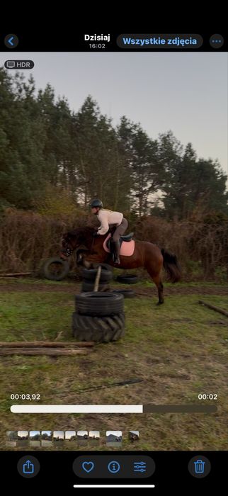 Sprzedam klacz huculską