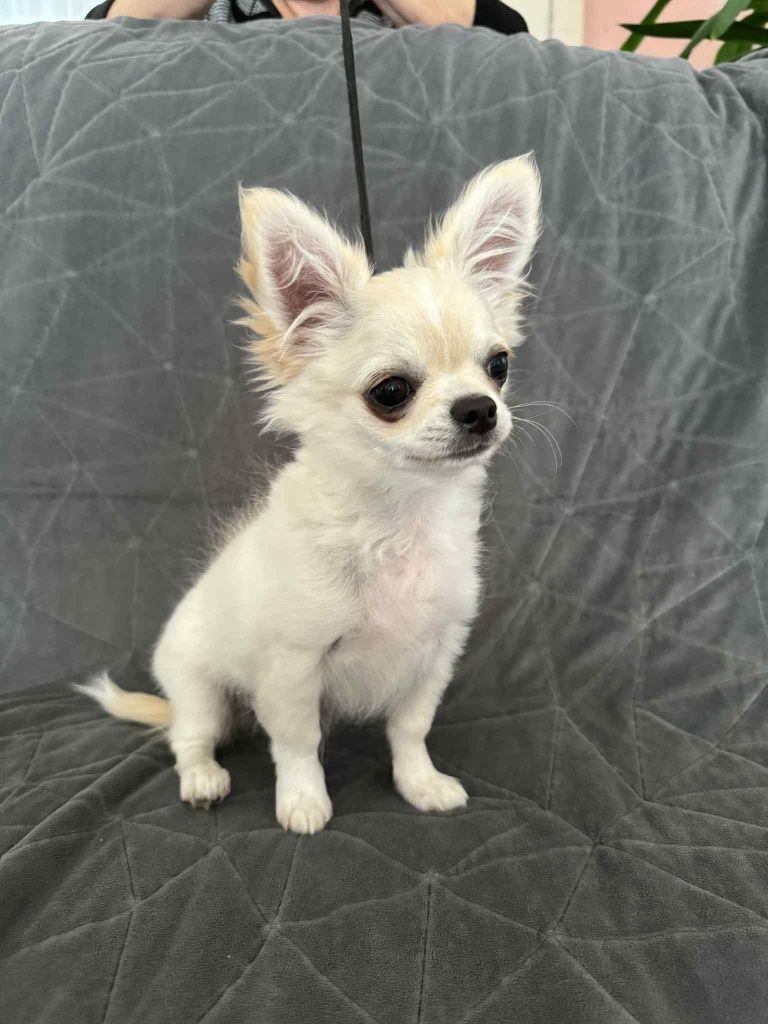 Chlopiec Chihuahua 4msc Fci