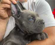 Cane Corso mocny pies