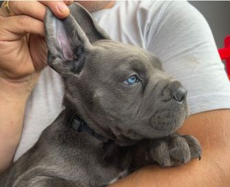 Cane Corso mocny pies