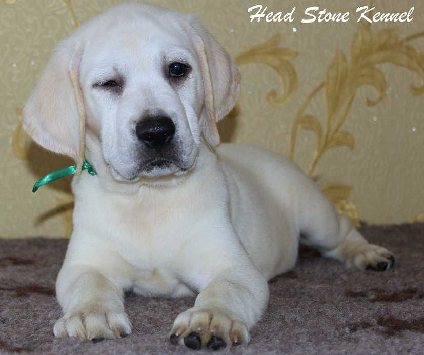 Щенки Лабрадора ретривера