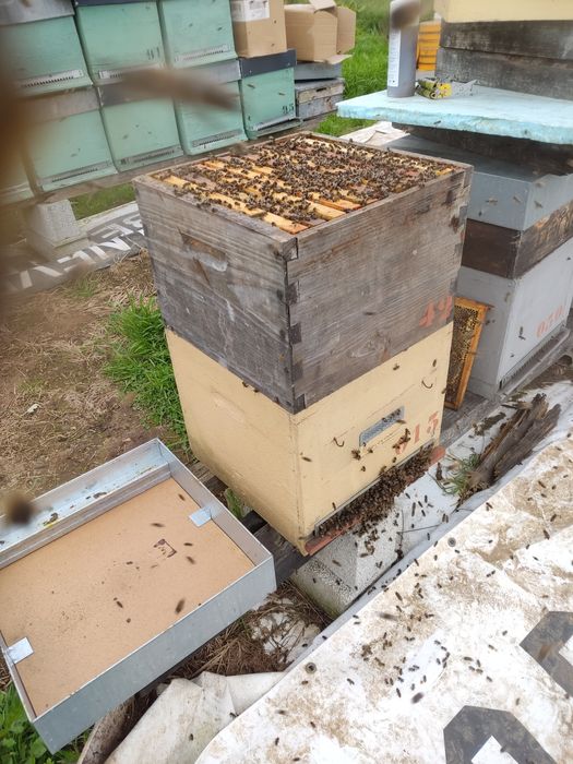 Enxames de abelhas modelo lusitano