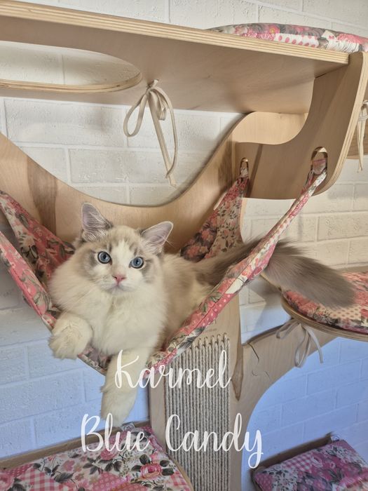 Kot Ragdoll Karmel Blue Candy Pl Warszawa FPL Gotowy do odbioru