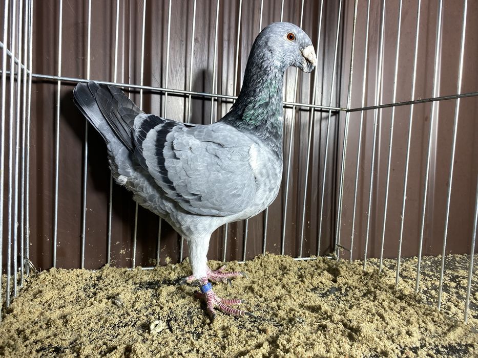 Niemiecki wystawowy samiec szymel