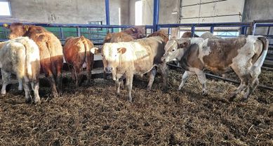 byczki byki odsadki mięsne krzyżówki Limousin