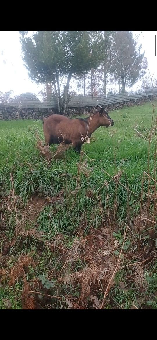 Vendo ou troco cabras anãs