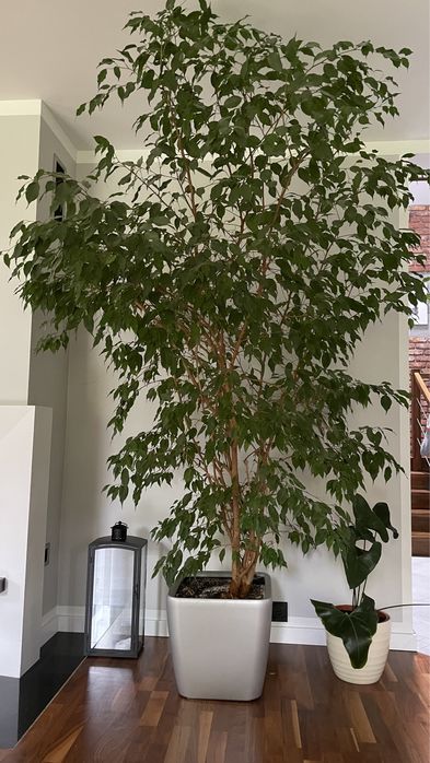 Ficus Benjamin 260cm + donica Lechuza