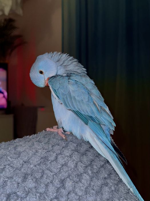 Aleksandretta obrożna - ręcznie karmiona, z klatką.