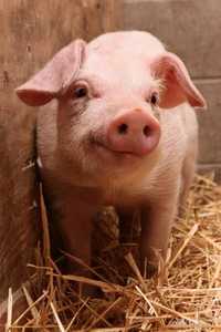 М‘ясні породи свиней