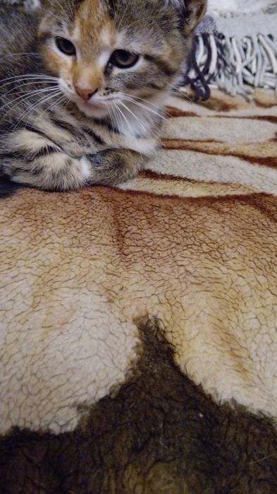 Отдадим котят в хорошие руки.
