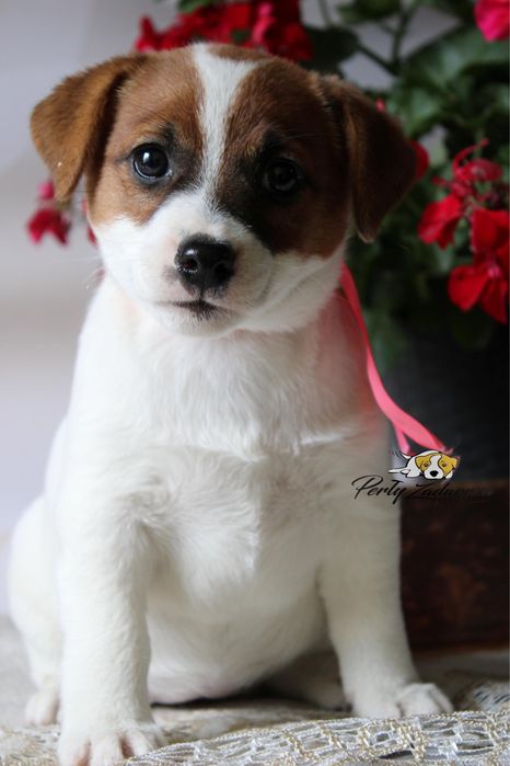 Sunia Jack Russell Terrier ZKwP FCI Gotowa do odbioru