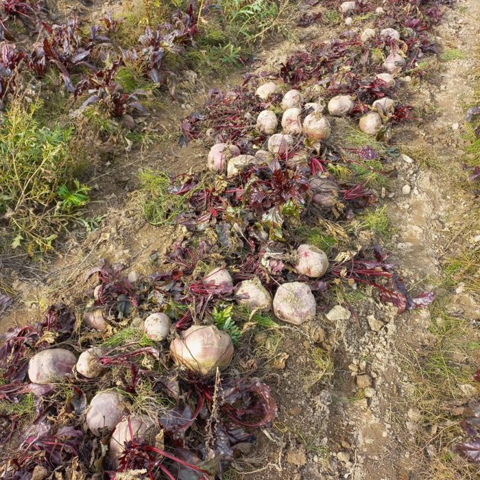 Buraczki odpady duże 50gr za kilogram