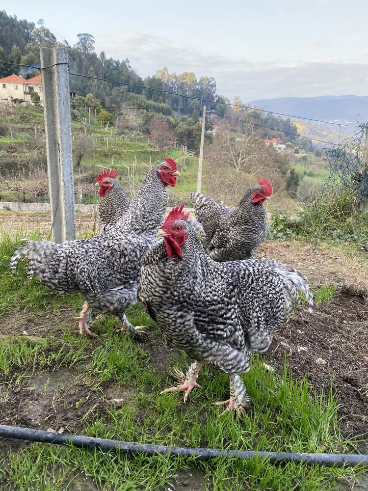 Galos/ovos/pintos raça Maline