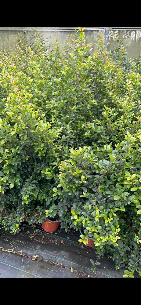 Eugenia Newport / Plantas para vedação Jardim