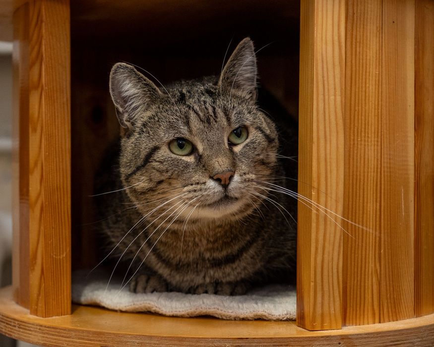 KAFEL - śliczny, spokojny kocurek szuka kochającego domu/Poznań