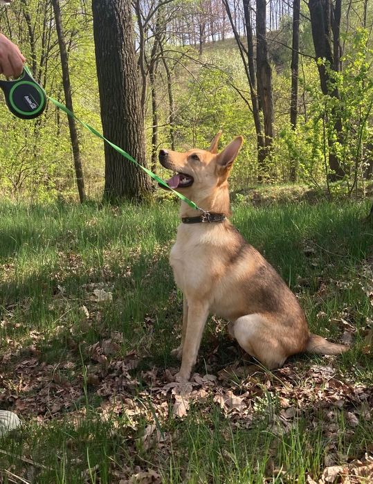 Песик-енерджайзер шукає дім!