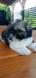 Śliczny piesek shih tzu
