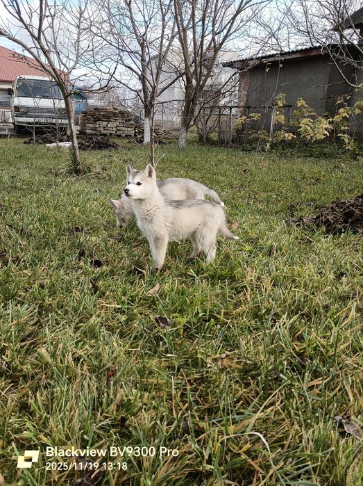 Подаруємо цуциків хаскі..на Святого Миколая))