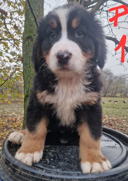 Szczeniak Berneński Pies Pasterski